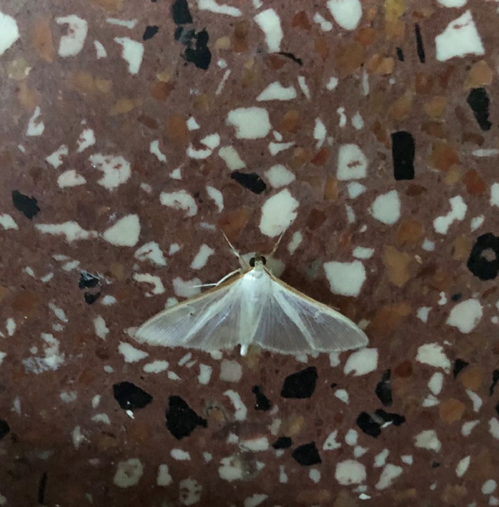 Palpita vitrealis (Crambidae)