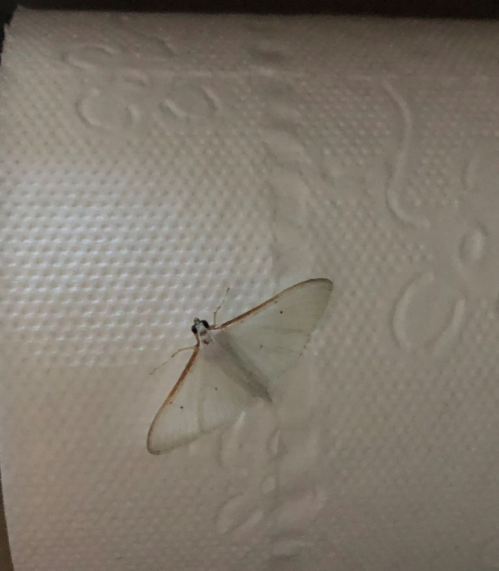 Palpita vitrealis (Crambidae)