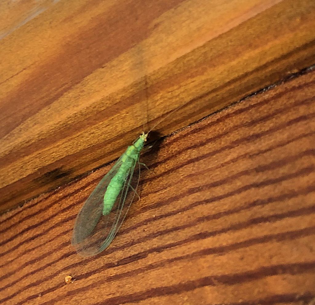 Mosca verde?   No, Neurottero Chrysopidae da id.