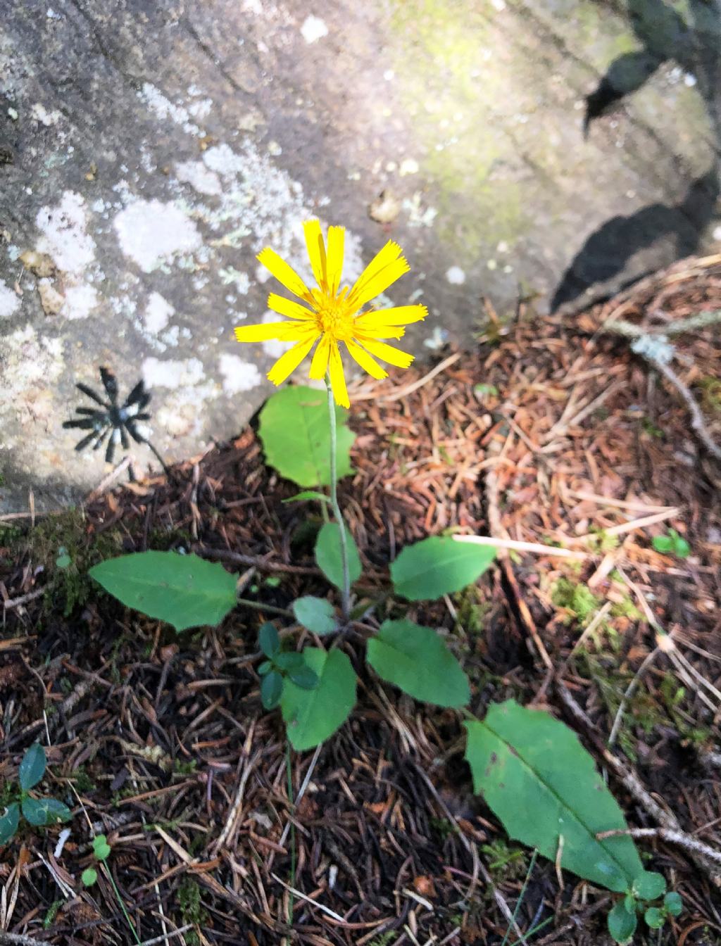 Asteraceae: Hieracium sp.