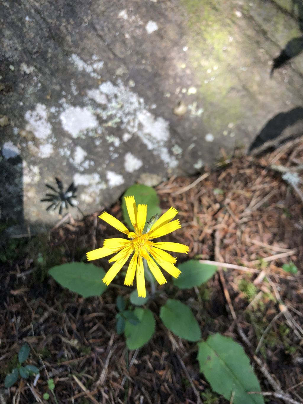 Asteraceae: Hieracium sp.