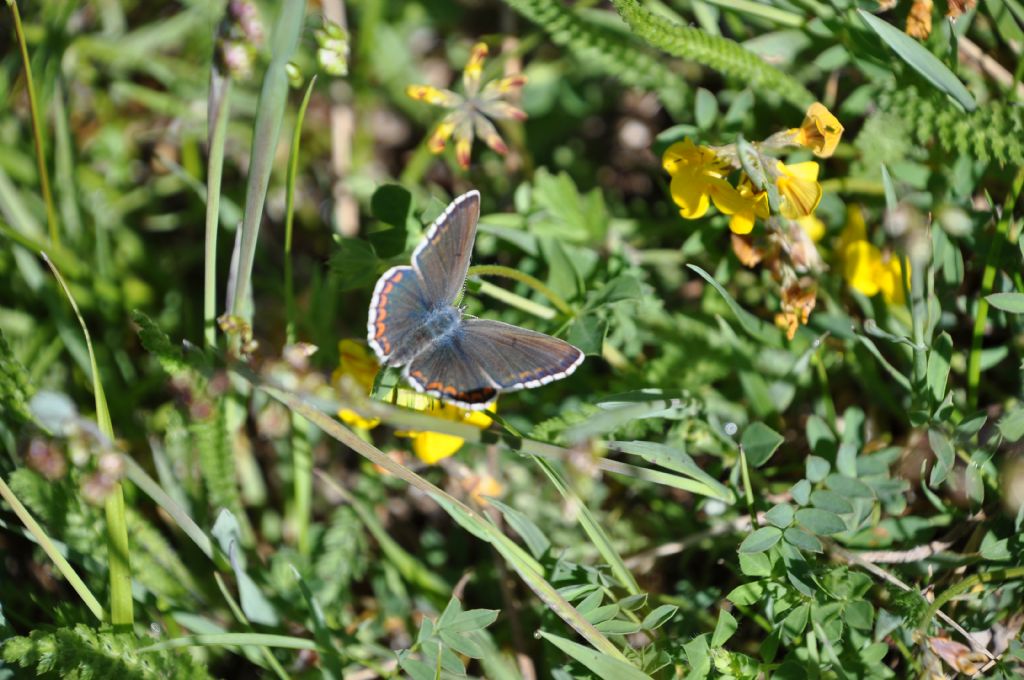 Lysandra (Polyommatus) bellargus, femmina