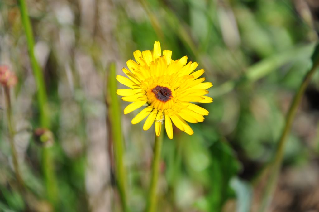 Scorzoneroides autumnalis da confermare