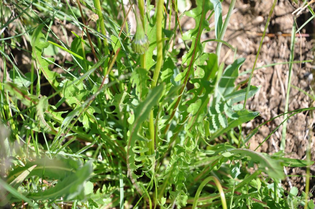 Scorzoneroides autumnalis da confermare