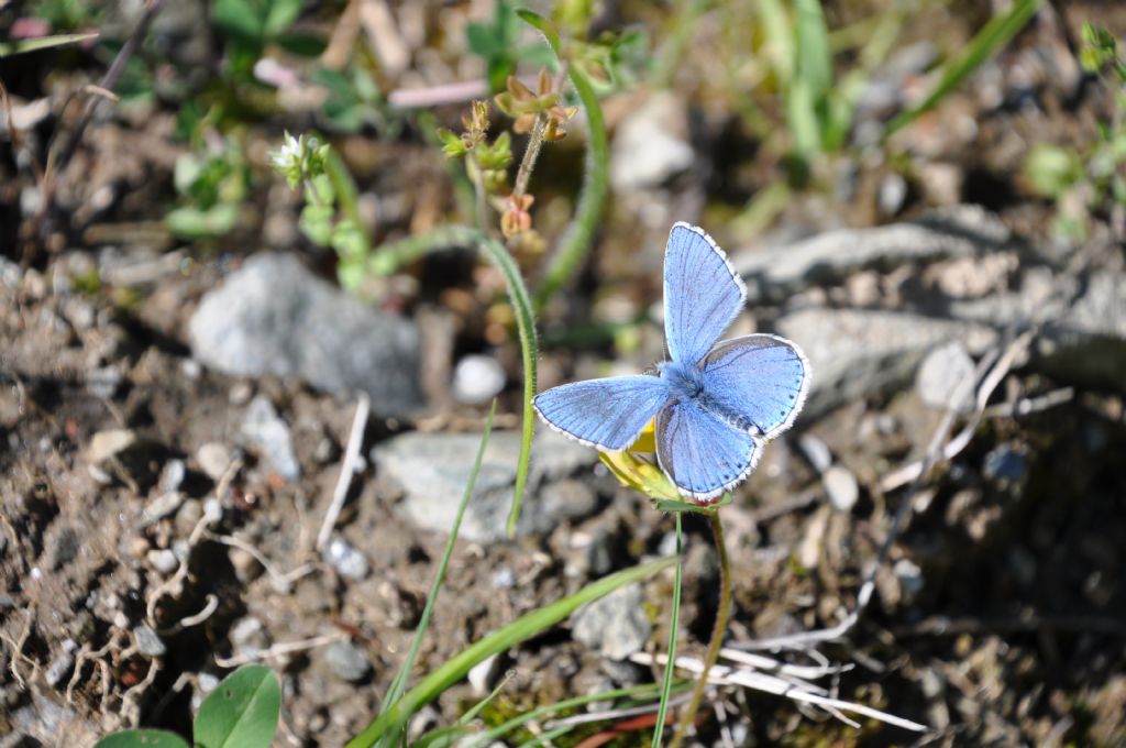 Polyommatus (Lysandra) bellargus, maschio