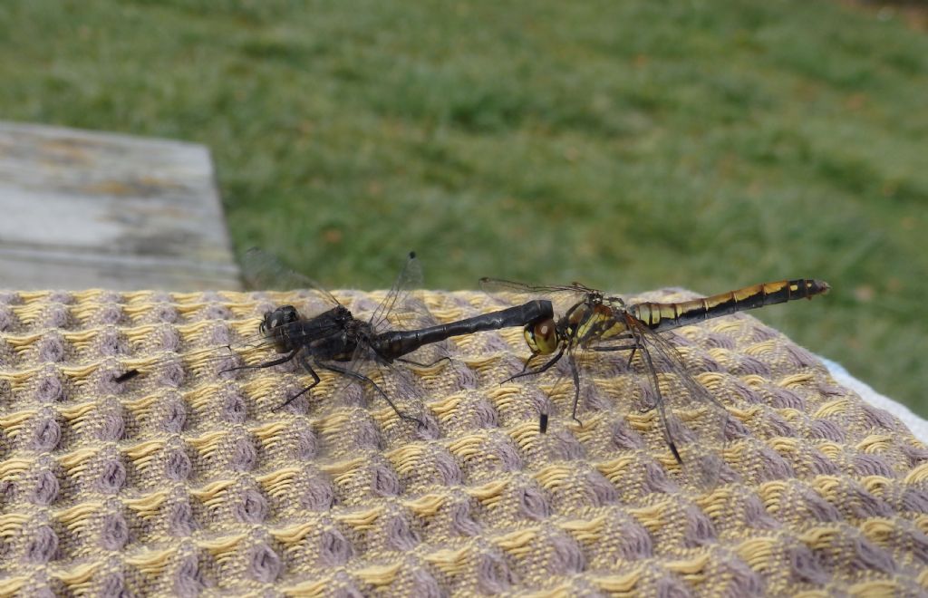 Sympetrum danae