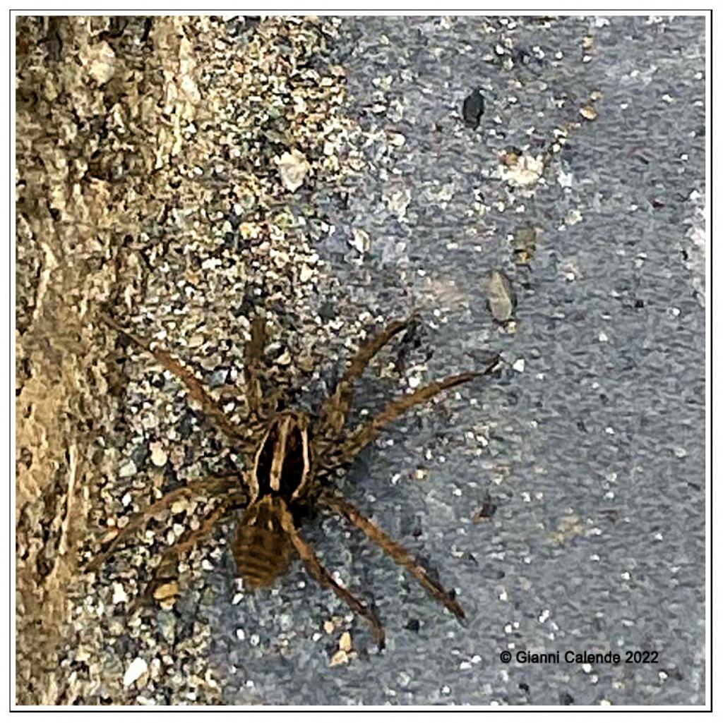 Lycosidae: Hogna radiata