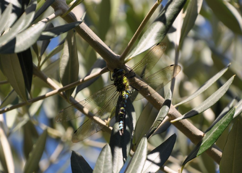 Libellula da Id: Aeshna cyanea