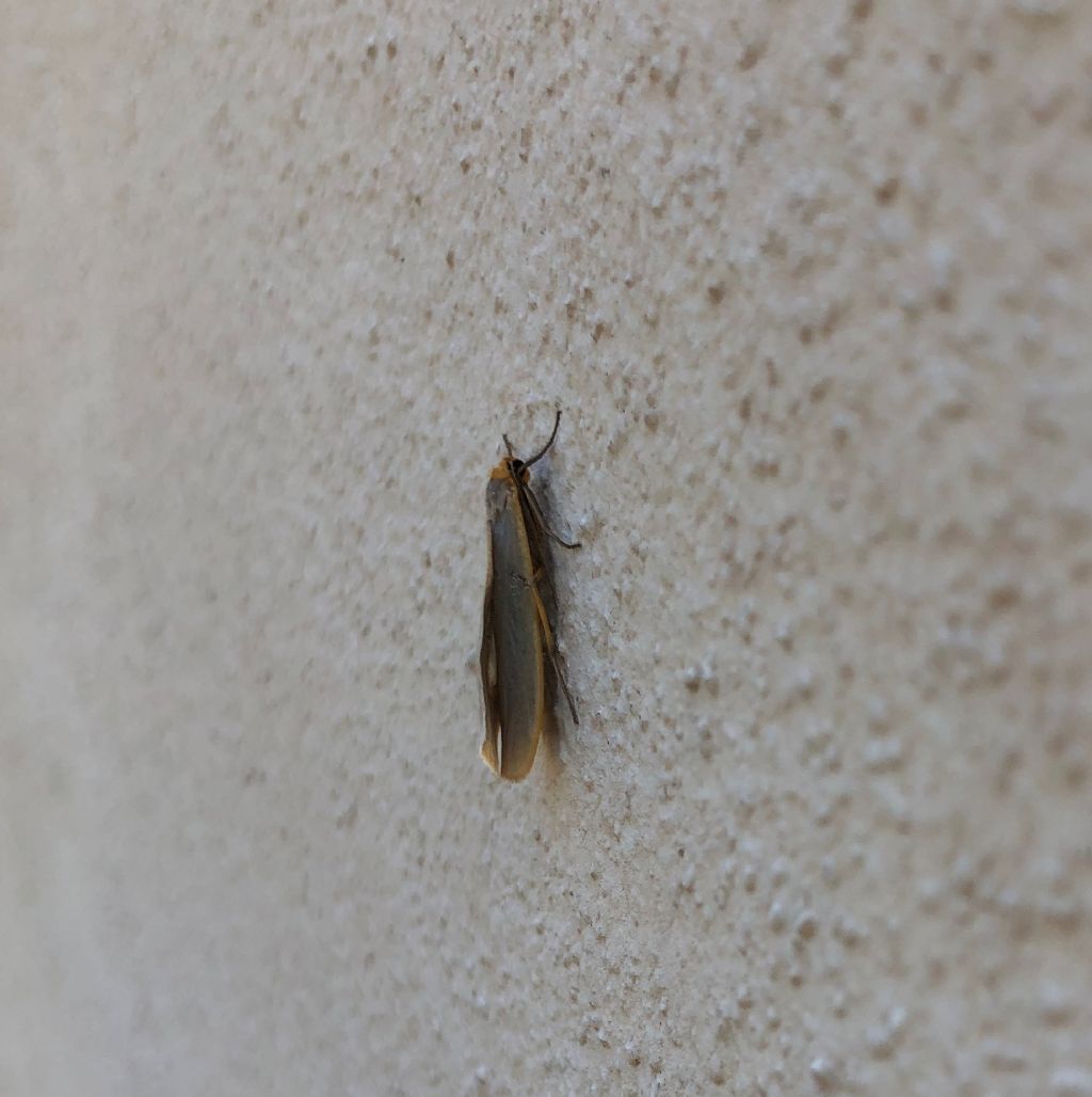 Piccola farfallina da id - Eilema sp. - Erebidae