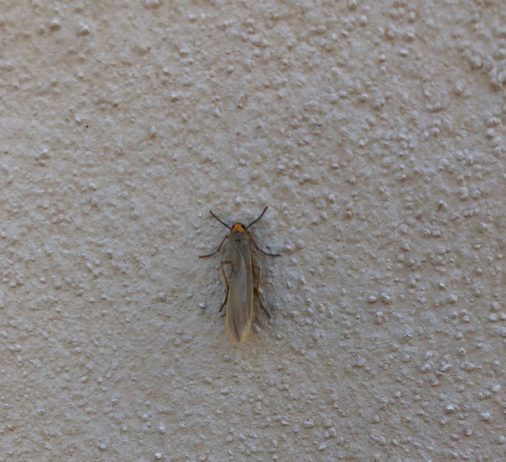 Piccola farfallina da id - Eilema sp. - Erebidae