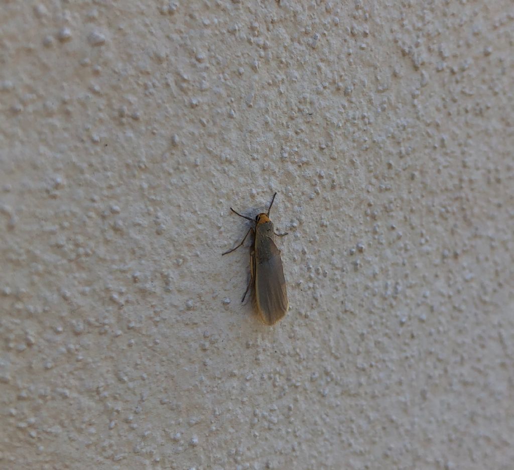 Piccola farfallina da id - Eilema sp. - Erebidae