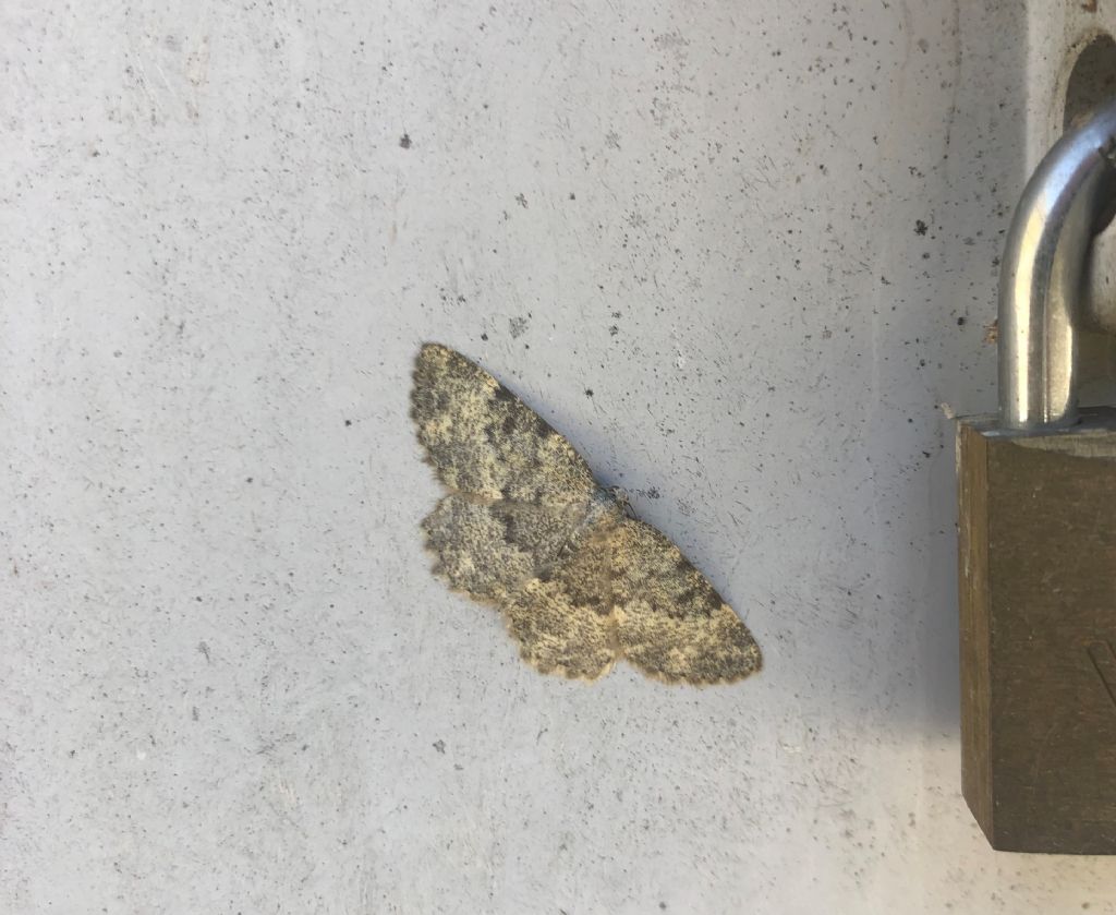 Falena da Id - Charissa sp. - Geometridae