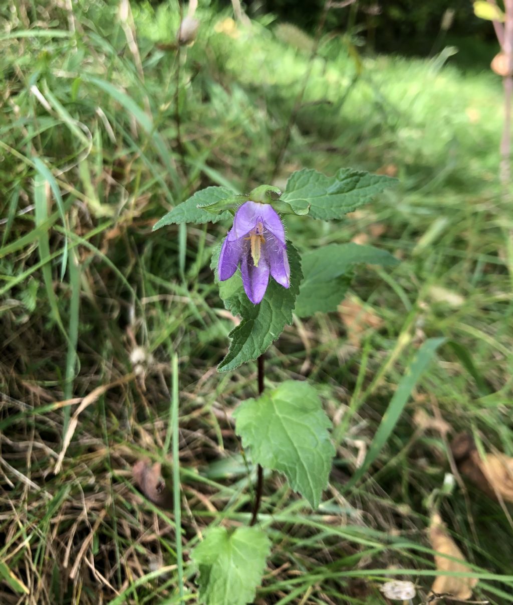 Campanula da id