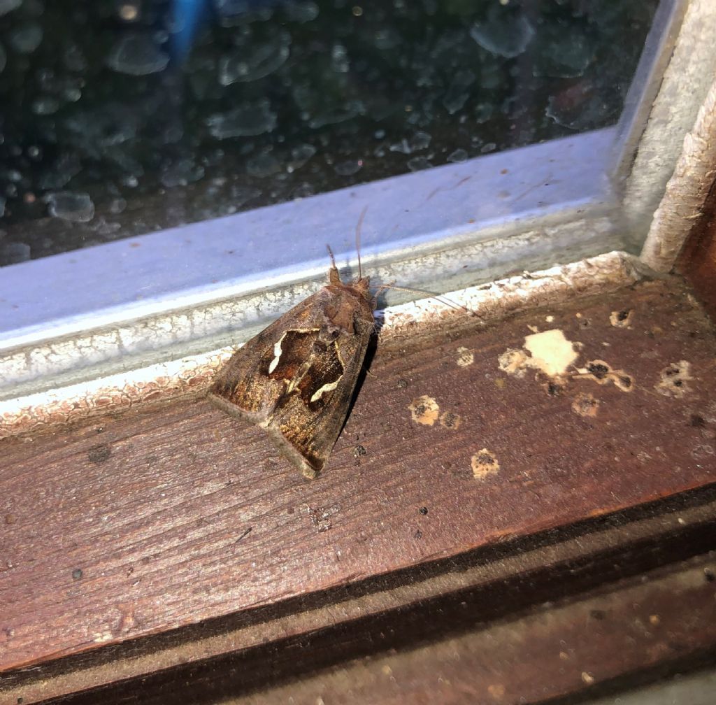 Macdonnoughia confusa (Noctuidae)