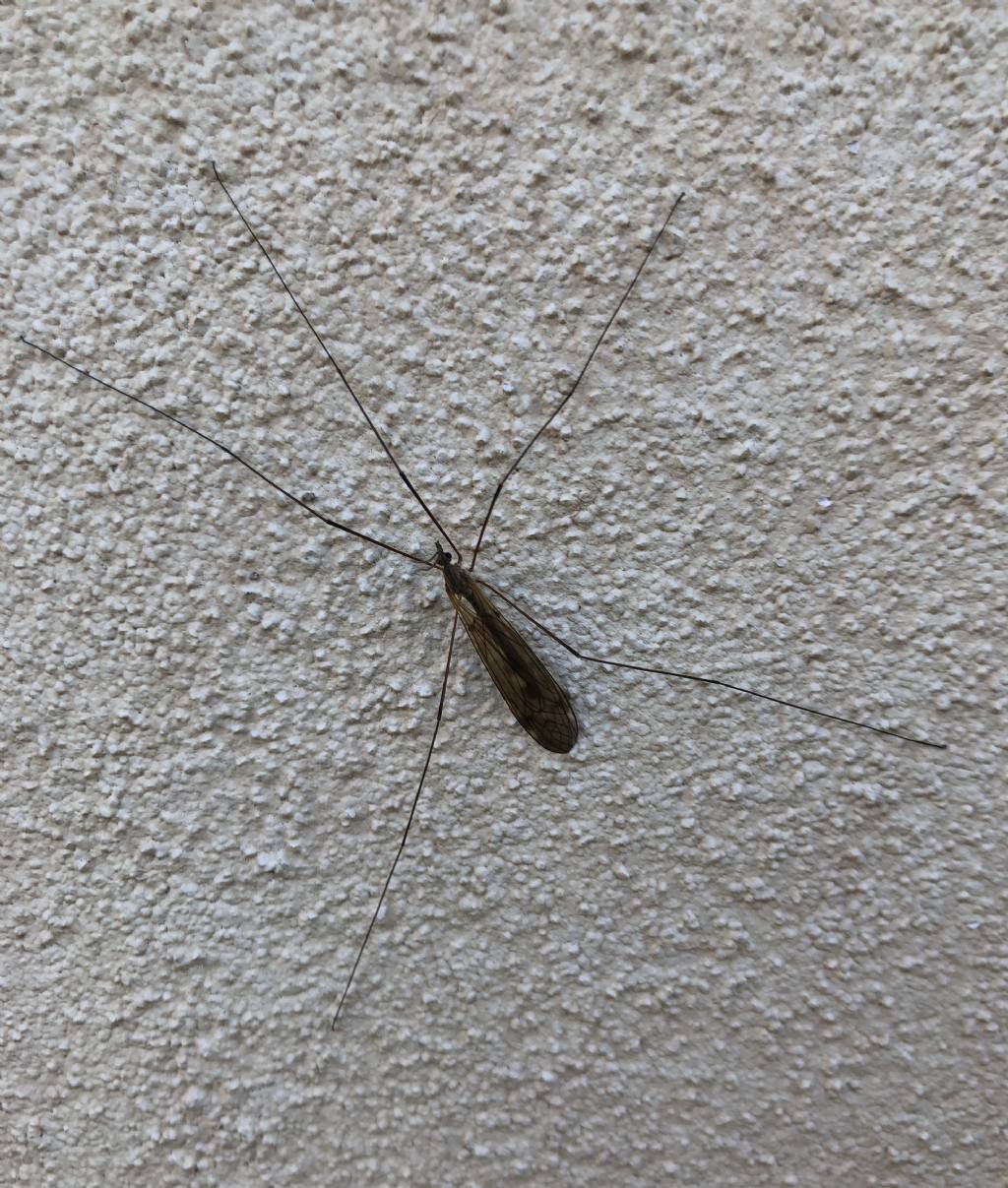 Tipula??