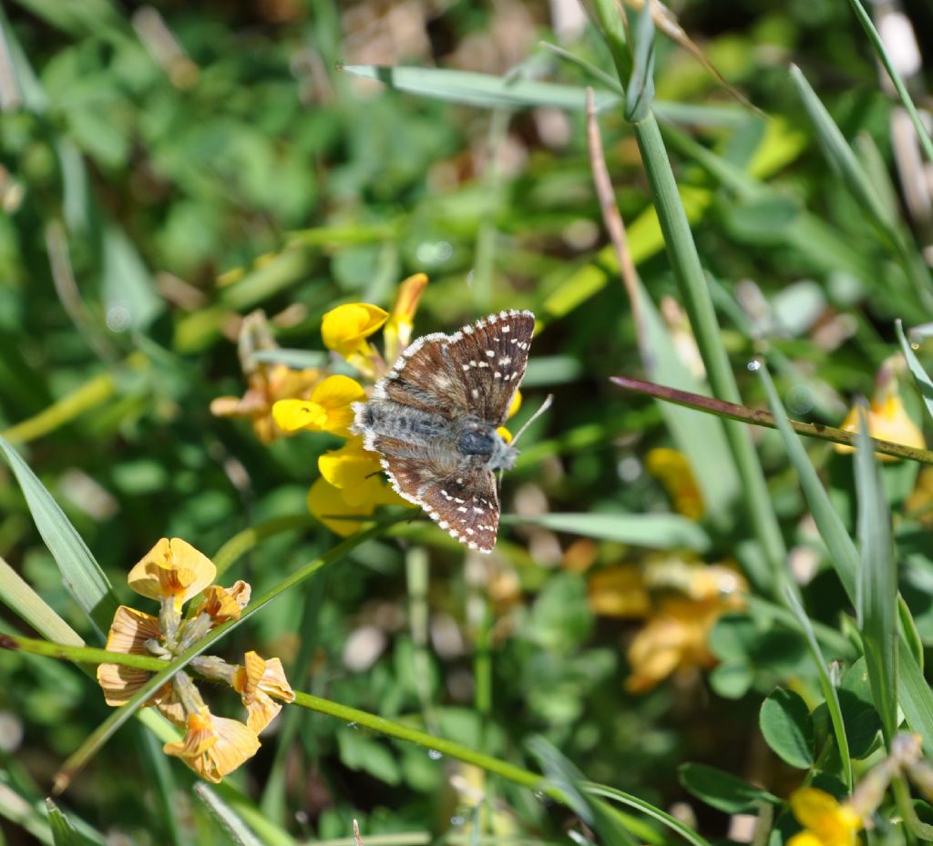 Farfalla da id - Pyrgus sp.