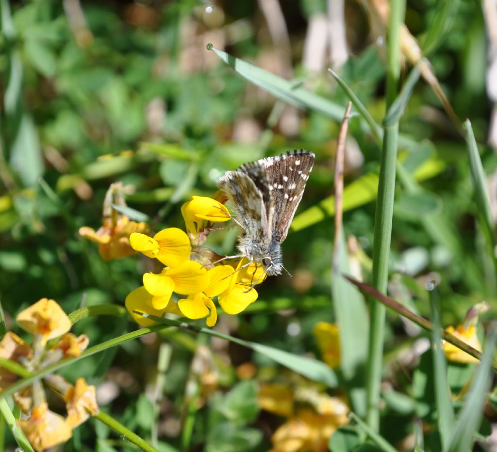 Farfalla da id - Pyrgus sp.