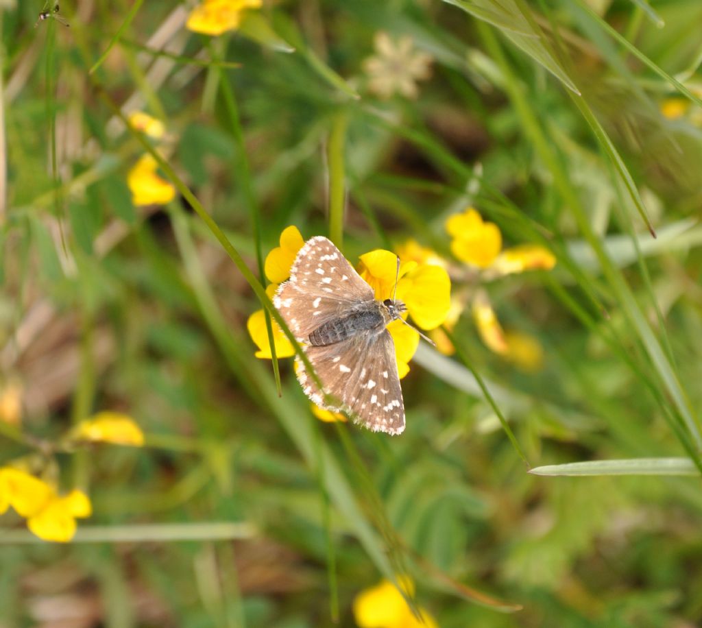 Pyrgus da Id - Spialia sertorius
