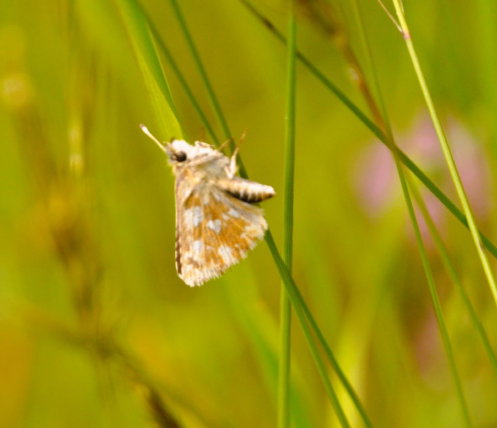 Pyrgus da Id - Spialia sertorius