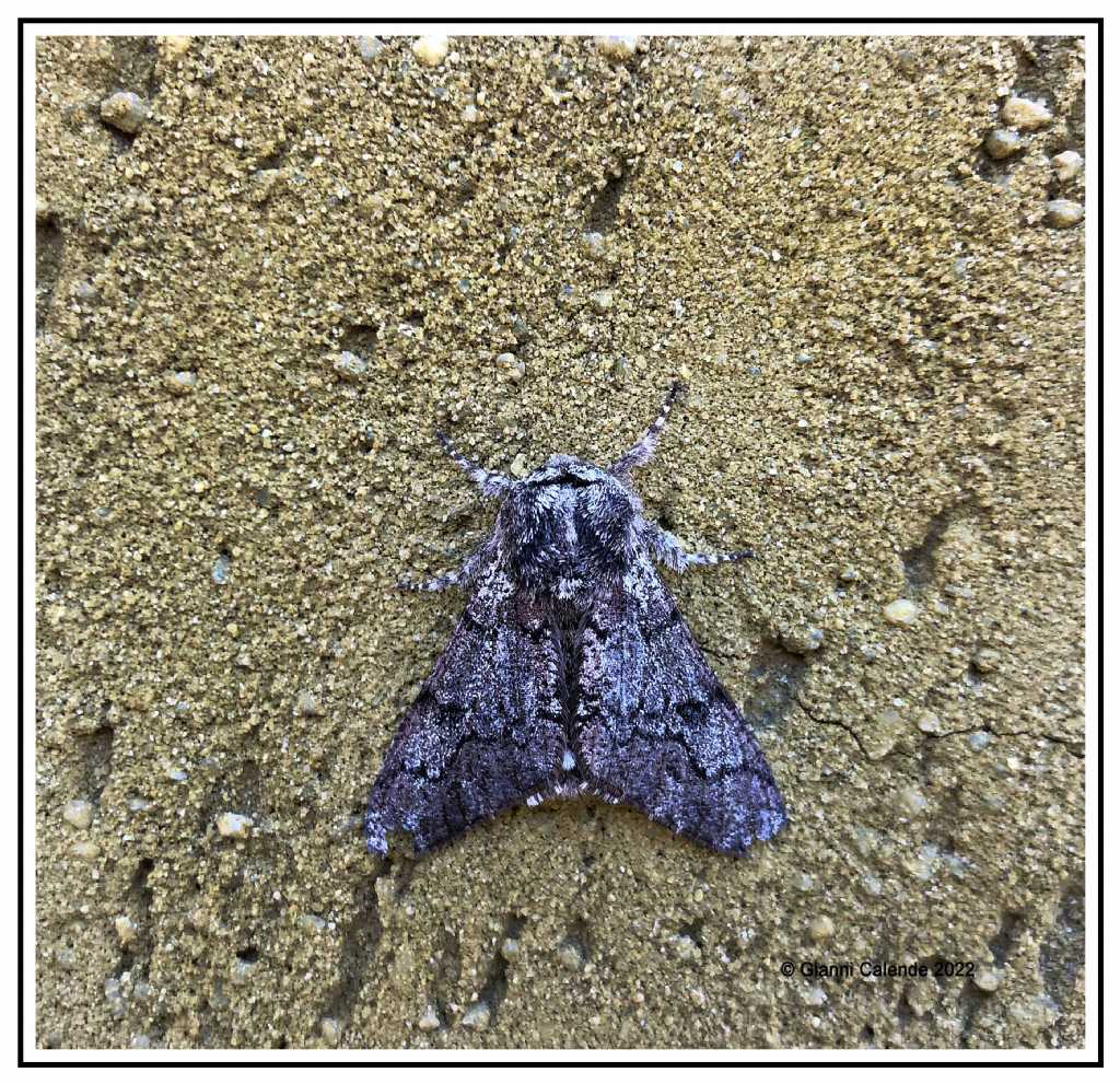 Geometridae: Biston strataria