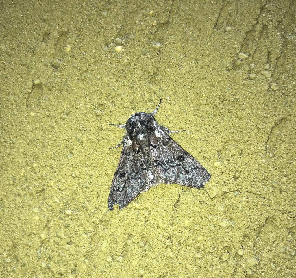 Geometridae: Biston strataria