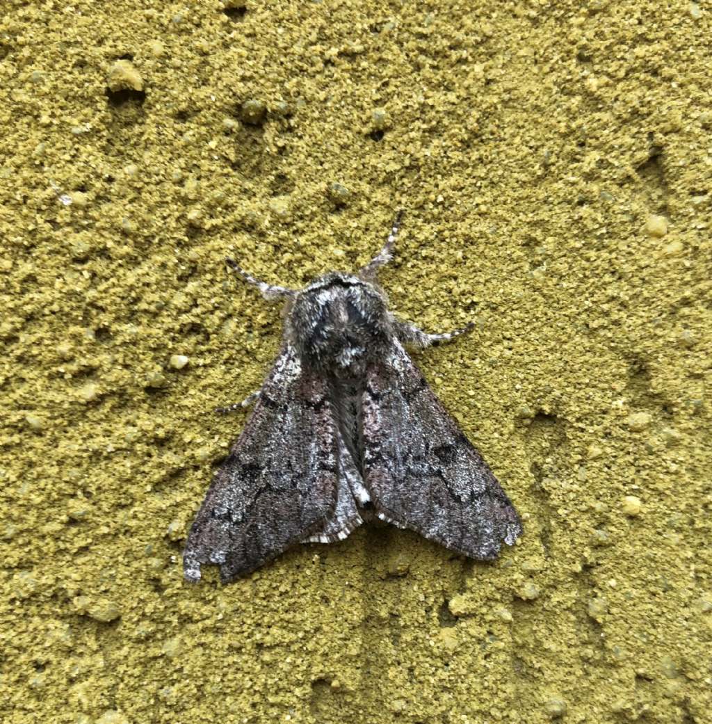Geometridae: Biston strataria