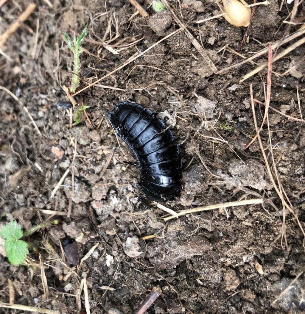 Larva di Carabus sp.?  S