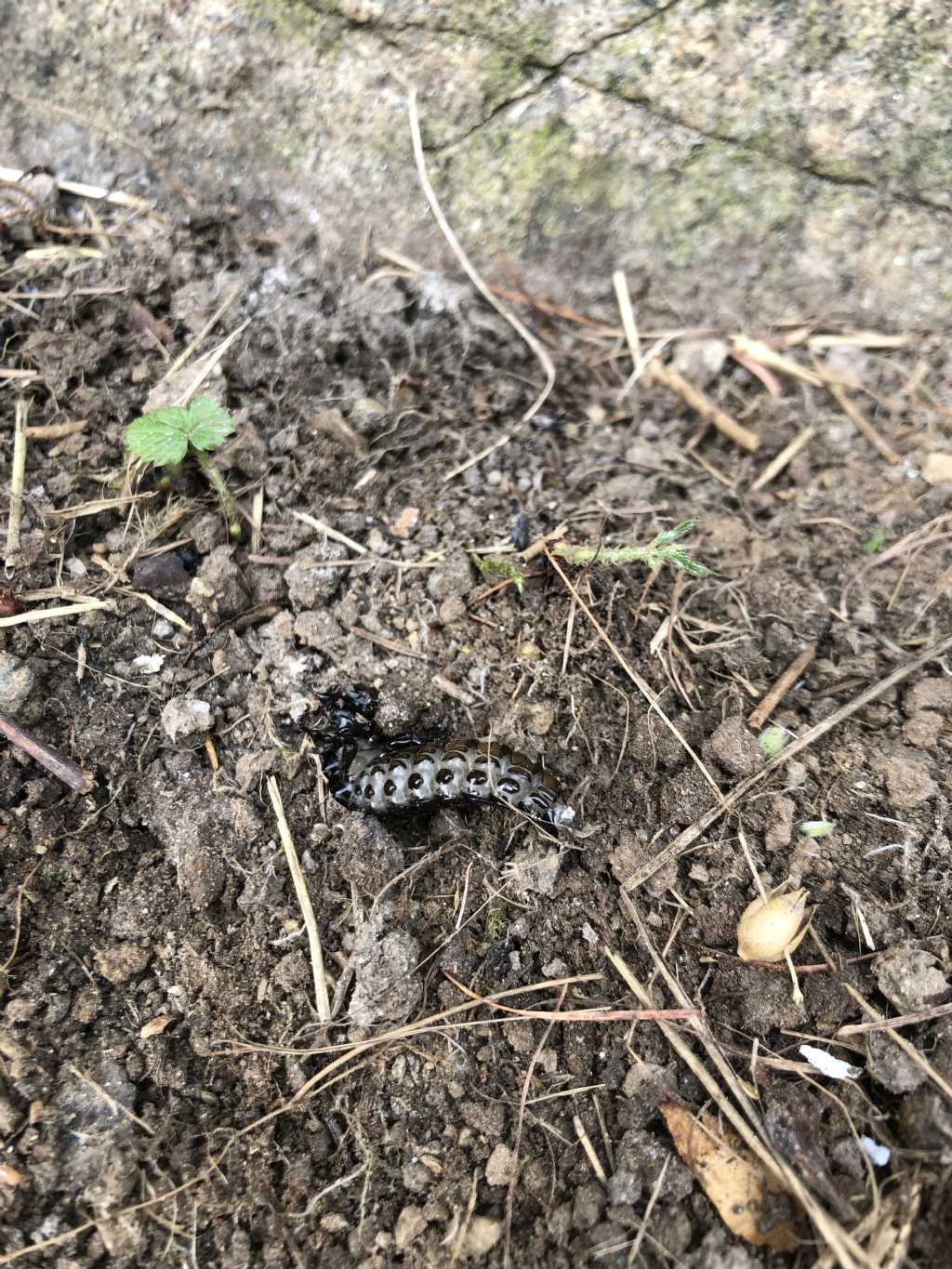 Larva di Carabus sp.?  S