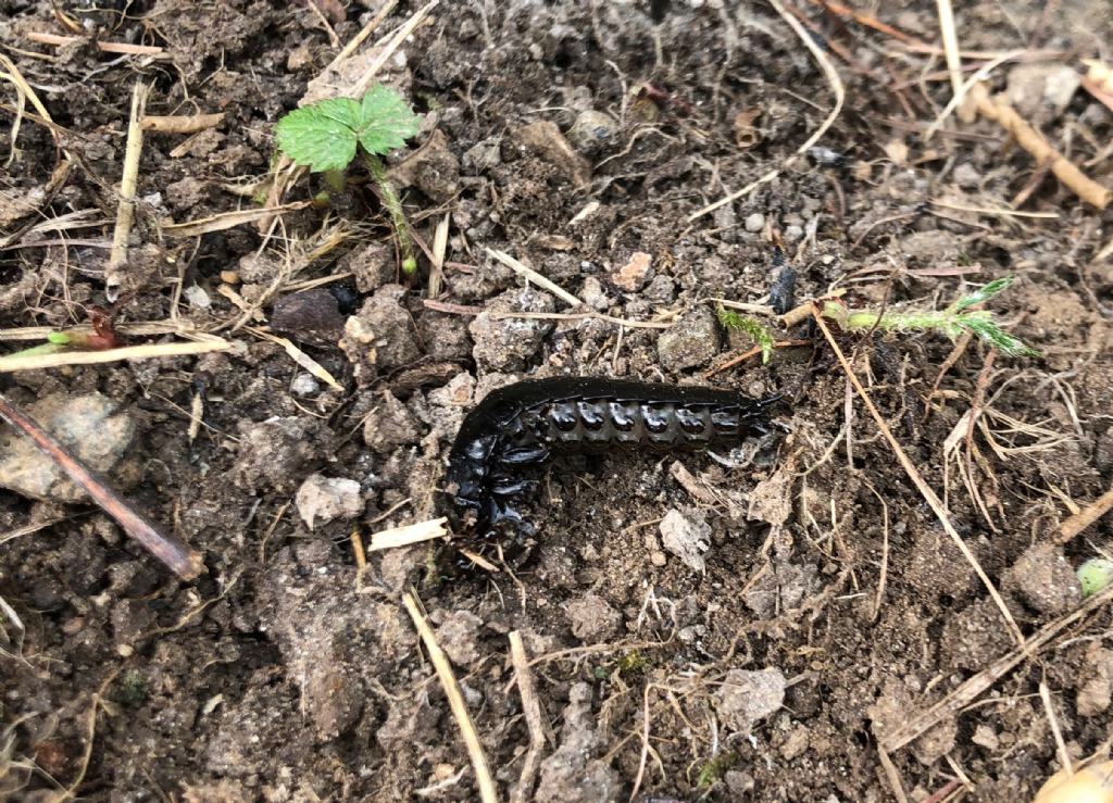 Larva di Carabus sp.?  S