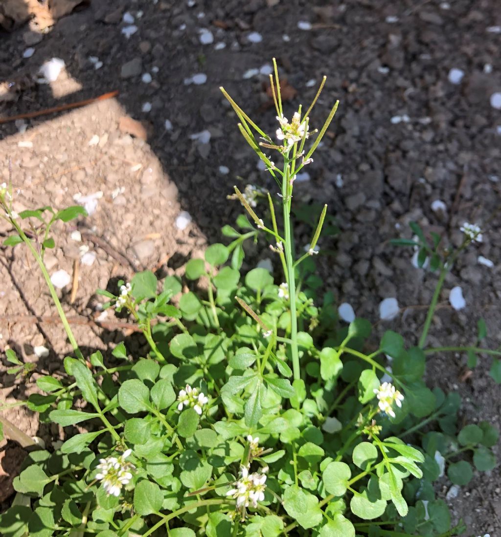 Cardamine hirsuta (Brassicaceae)