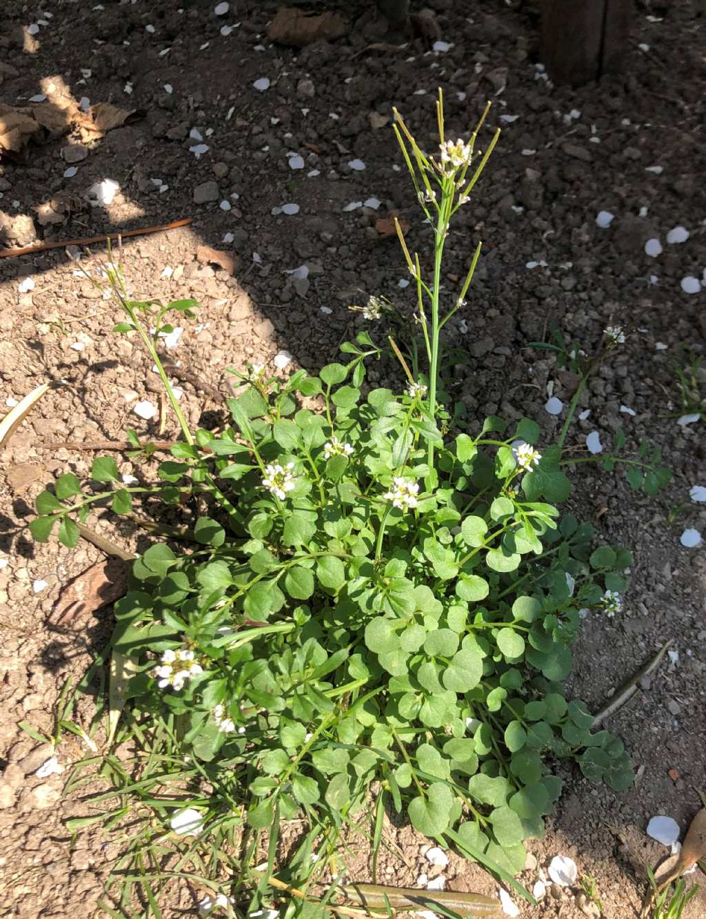 Cardamine hirsuta (Brassicaceae)