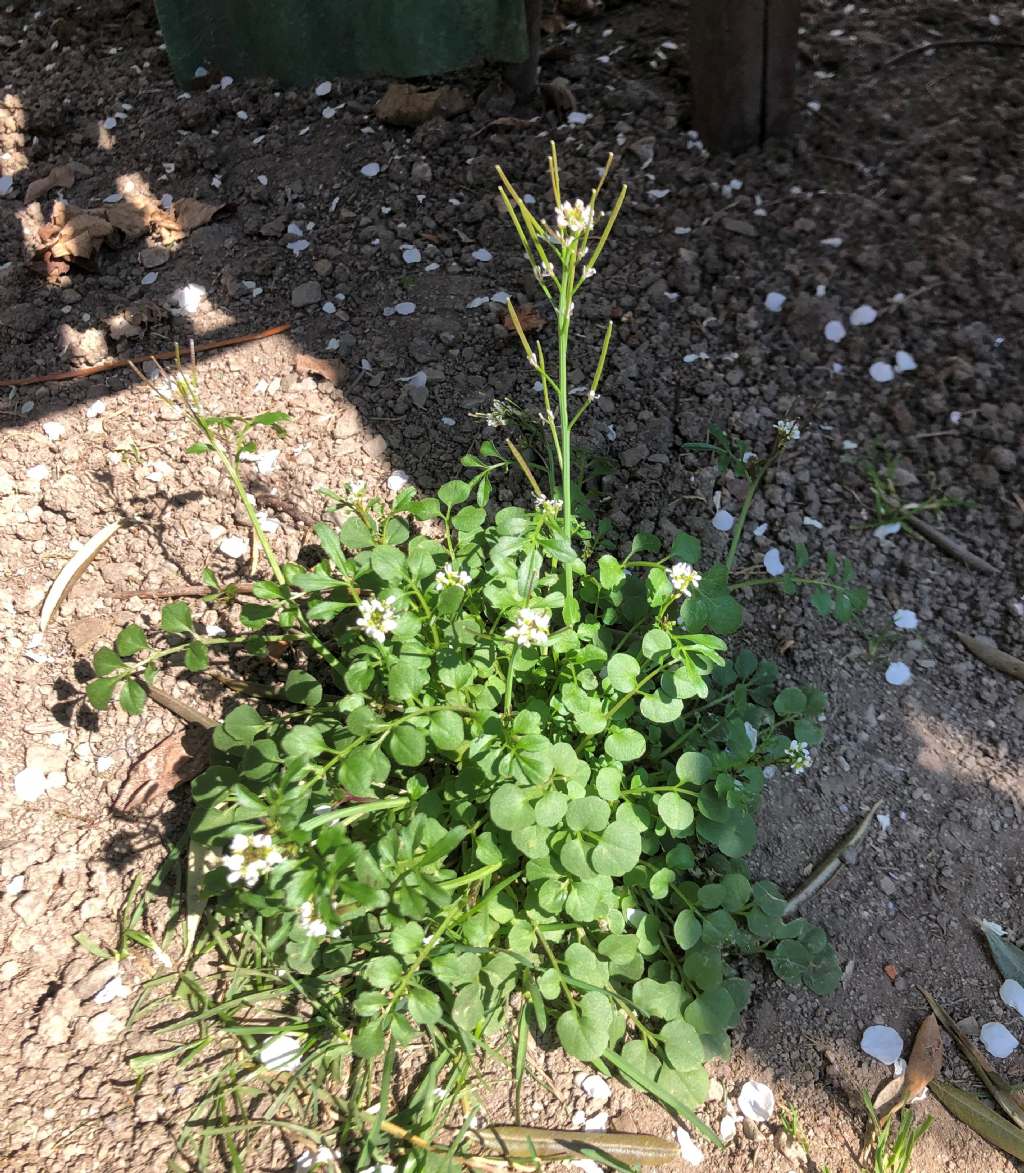 Cardamine hirsuta (Brassicaceae)