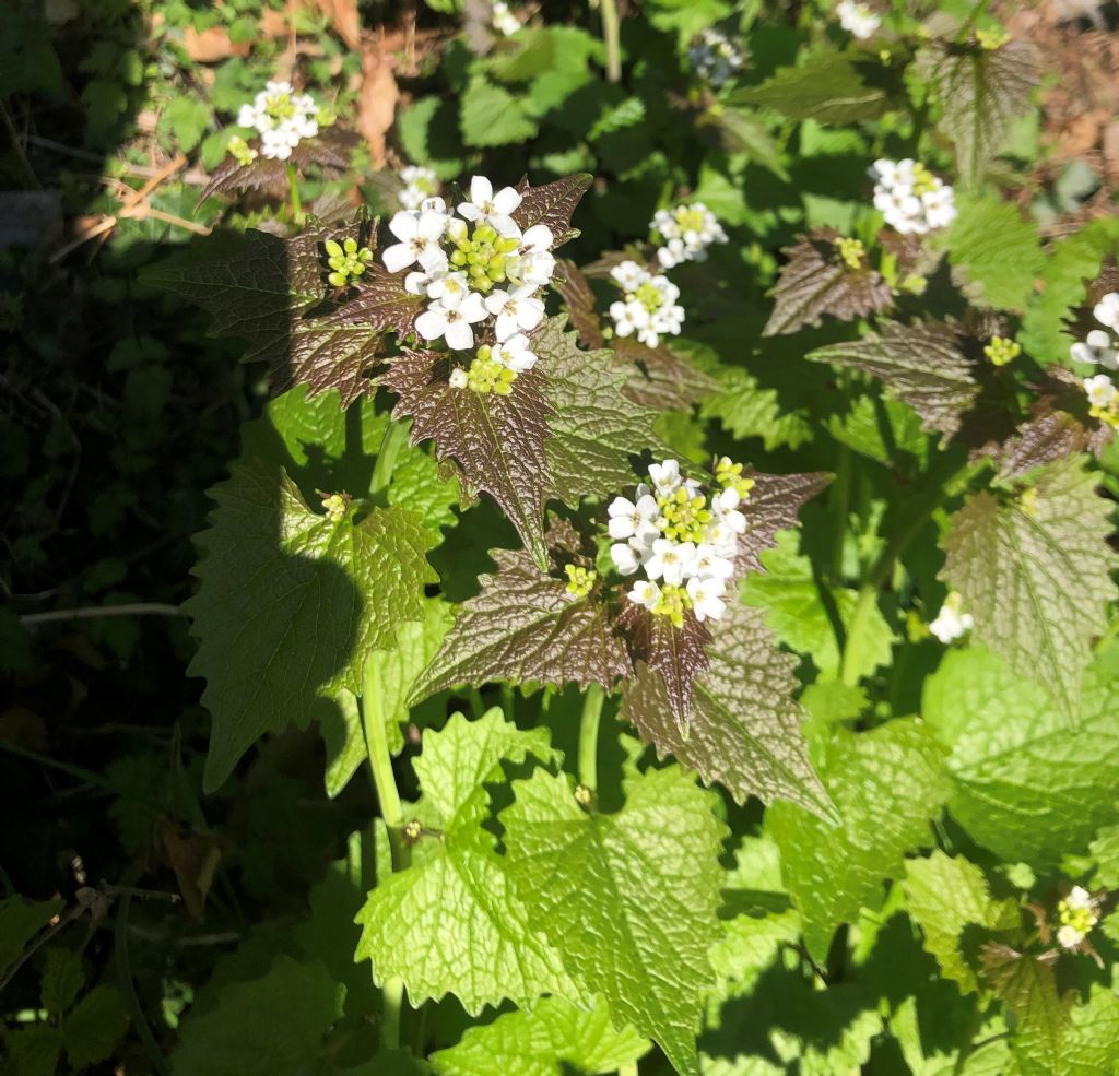 Alliaria petiolata  (Brassicaceae)