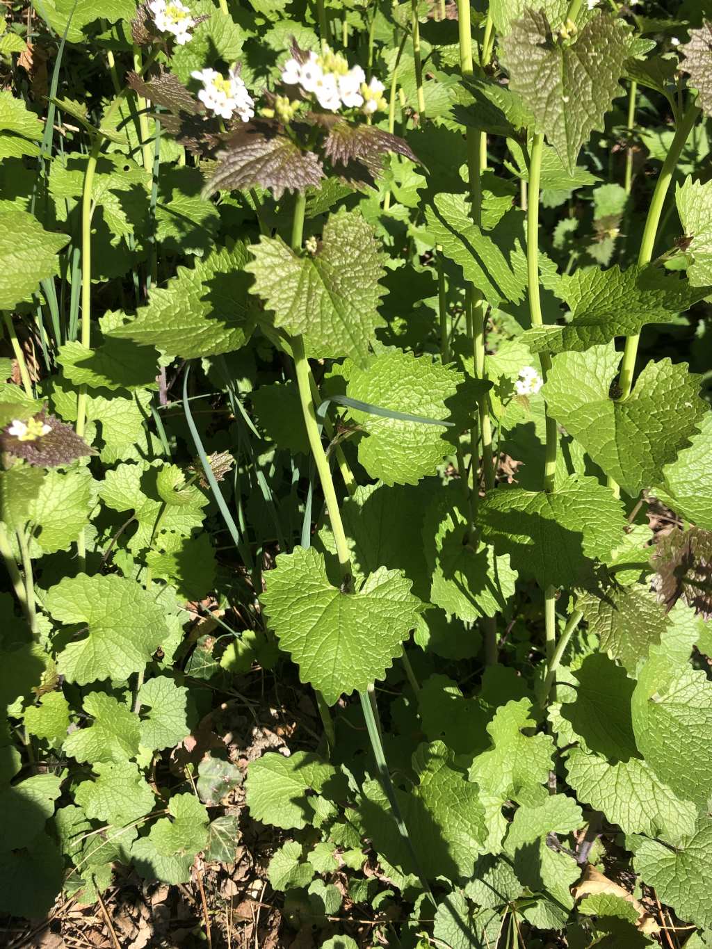 Alliaria petiolata  (Brassicaceae)