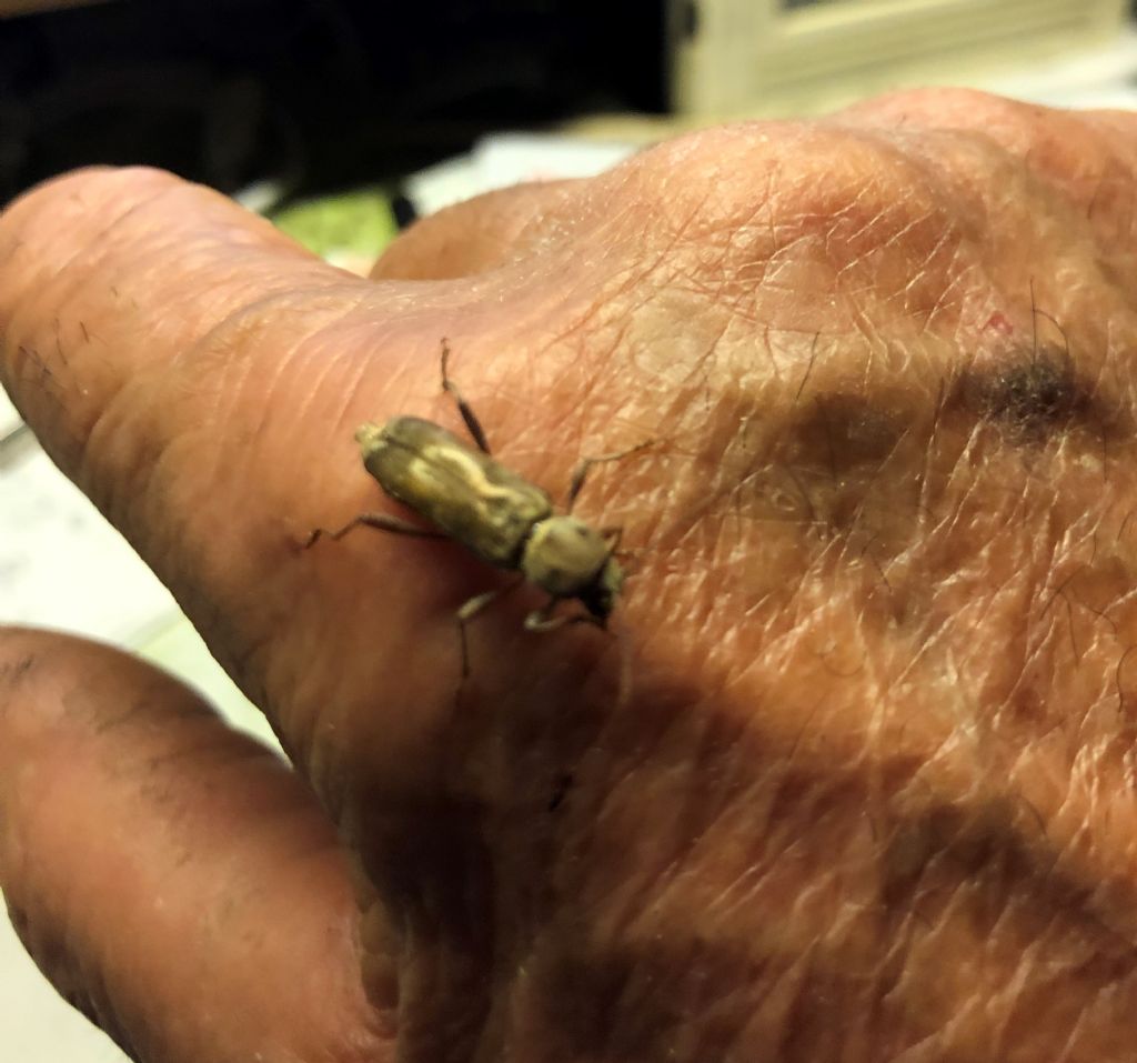 Xylotrechus stebbingi (Cerambycidae)