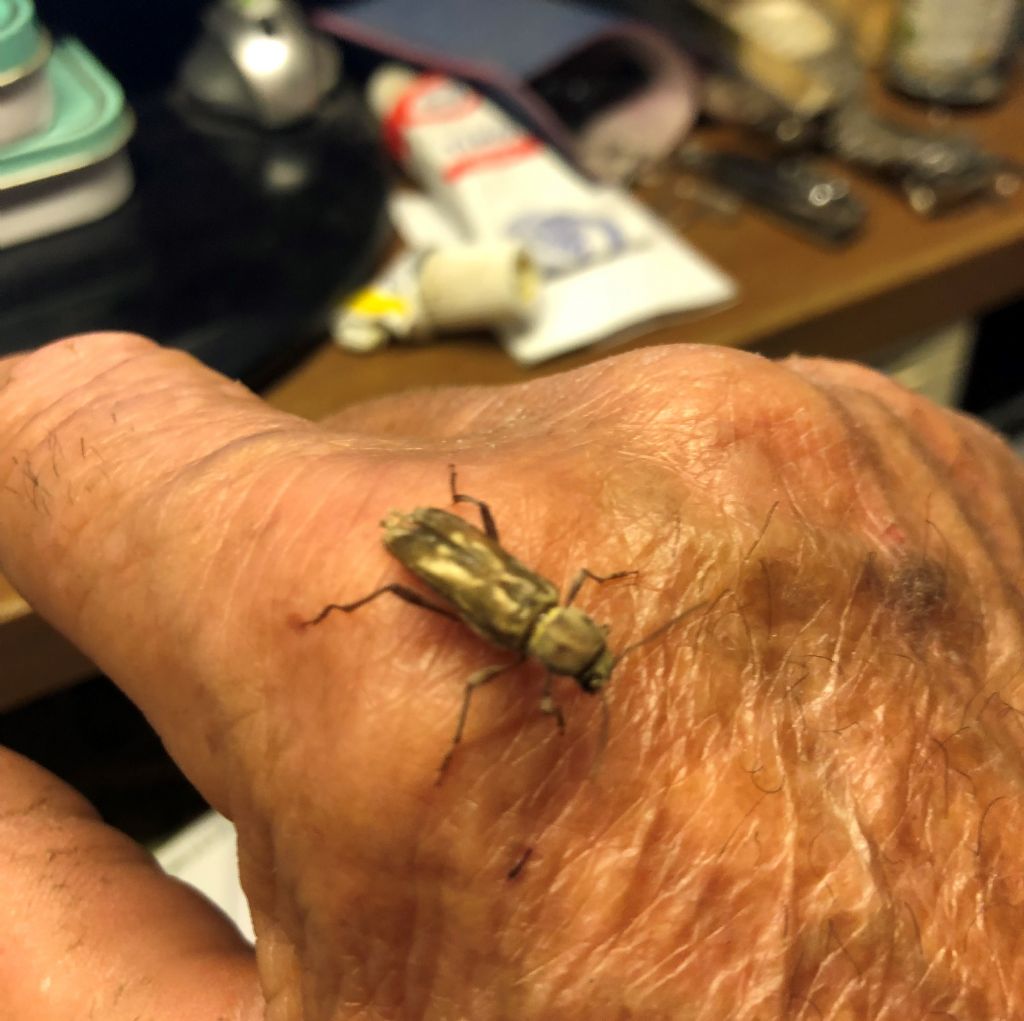 Xylotrechus stebbingi (Cerambycidae)