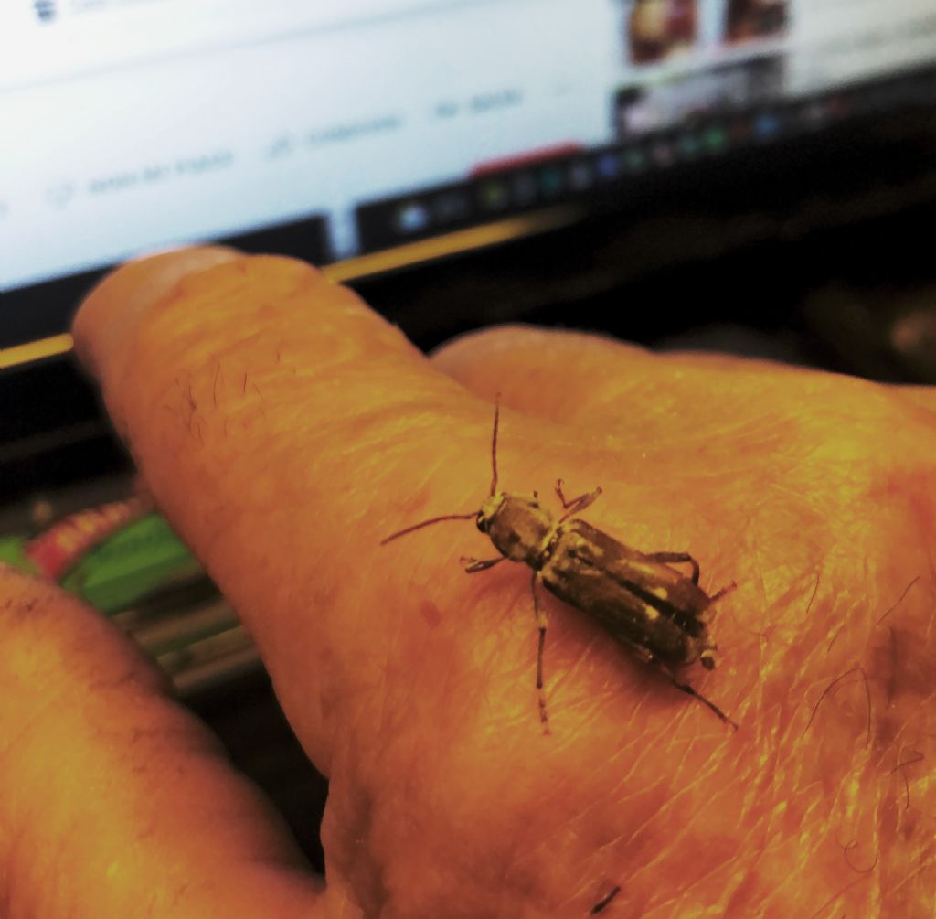 Xylotrechus stebbingi (Cerambycidae)