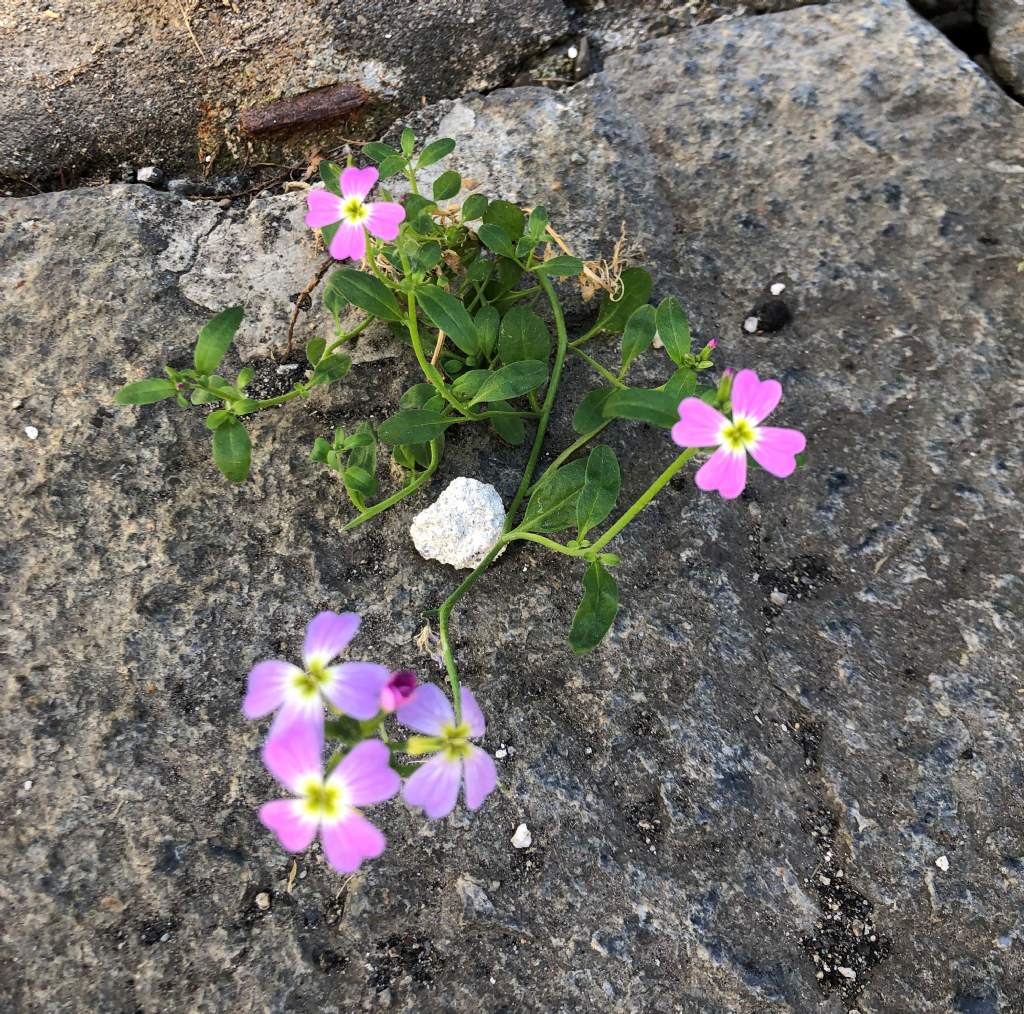 Malcolmia maritima (Brassicaceae)