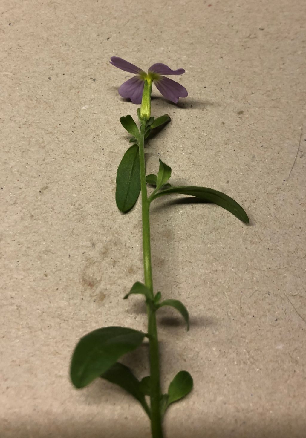 Malcolmia maritima (Brassicaceae)