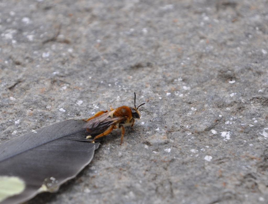 Andrena sp. (Apidae Andreninae)