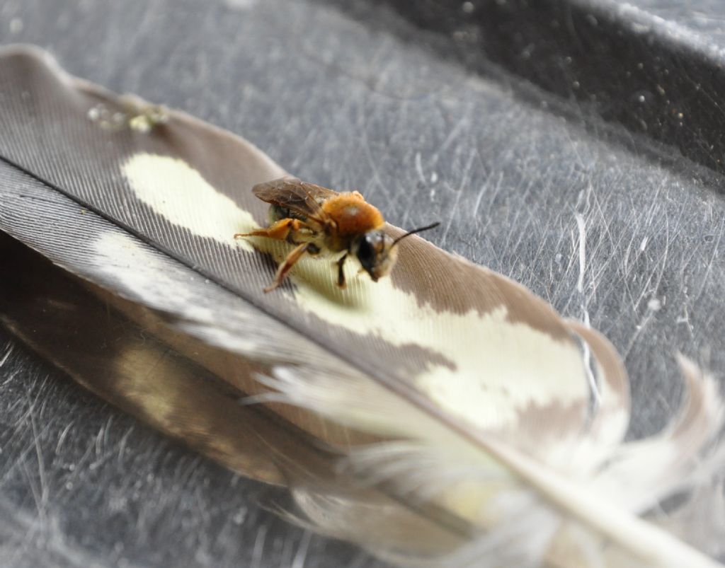 Andrena sp. (Apidae Andreninae)