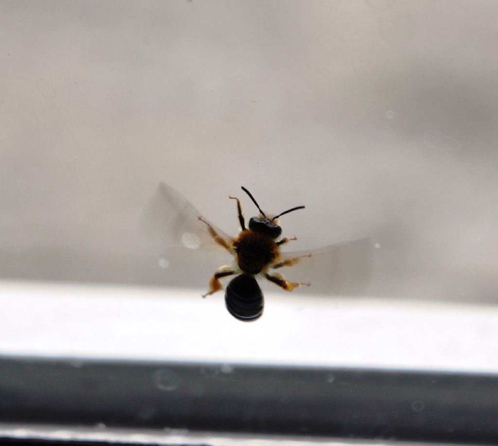 Andrena sp. (Apidae Andreninae)