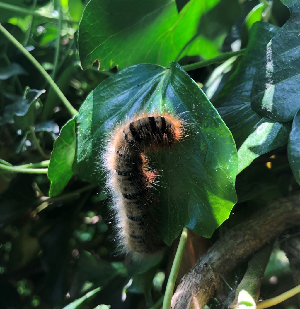 Bruco di ...Lasiocampa quercus (Lasiocampidae)