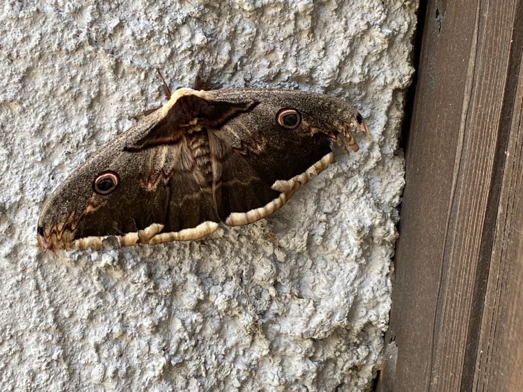 Saturnia pyri