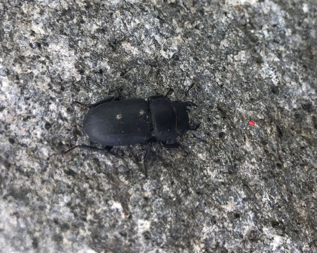 Lucanidae: Dorcus parallelepipedus? S, parallelipipedus!