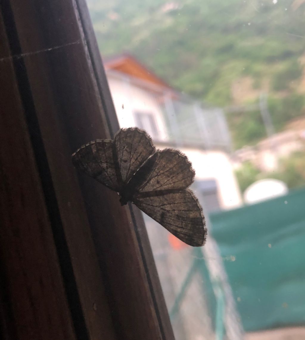 Geometridae non identificabile