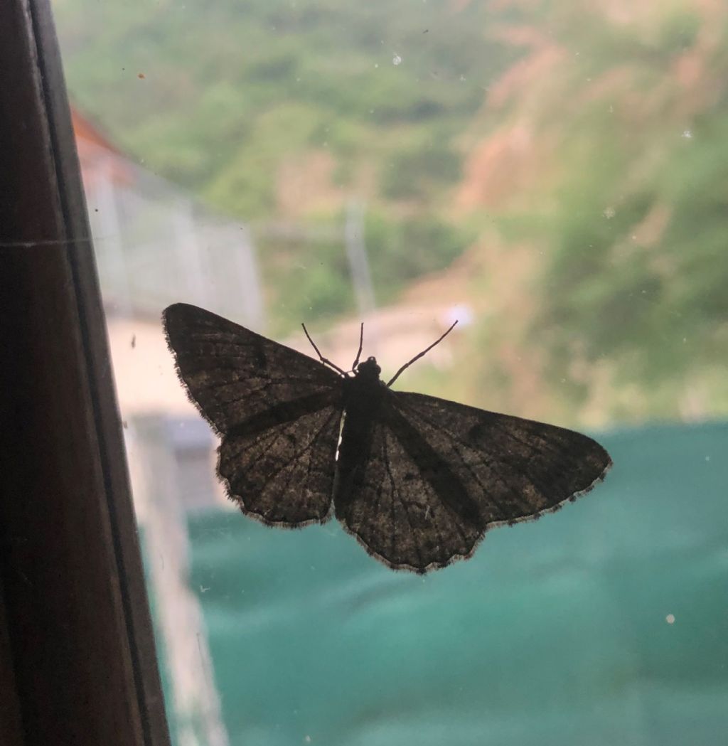 Geometridae non identificabile