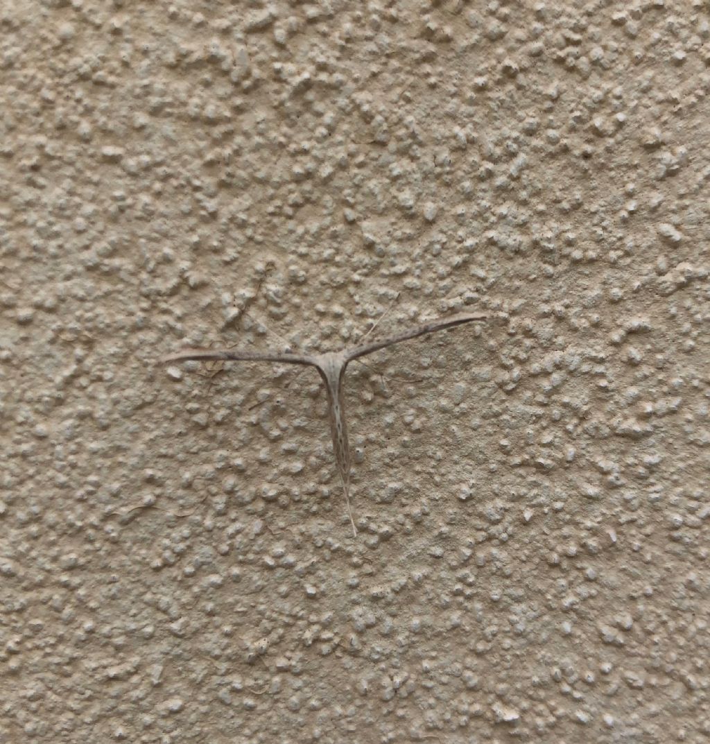 Pterophoridae: Emmelina monodactyla