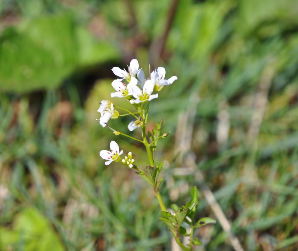 Cardamine amara (cfr.)