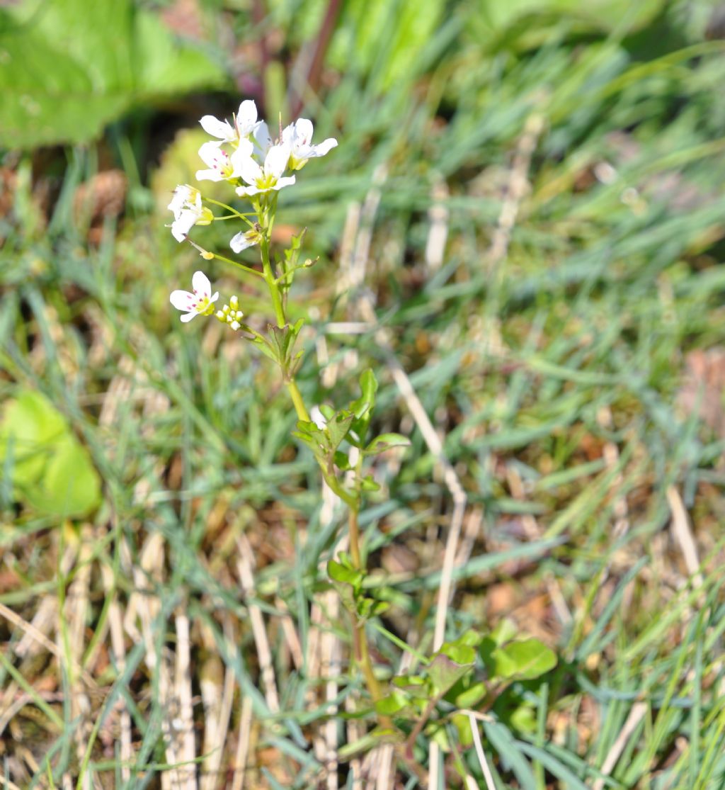 Cardamine amara (cfr.)
